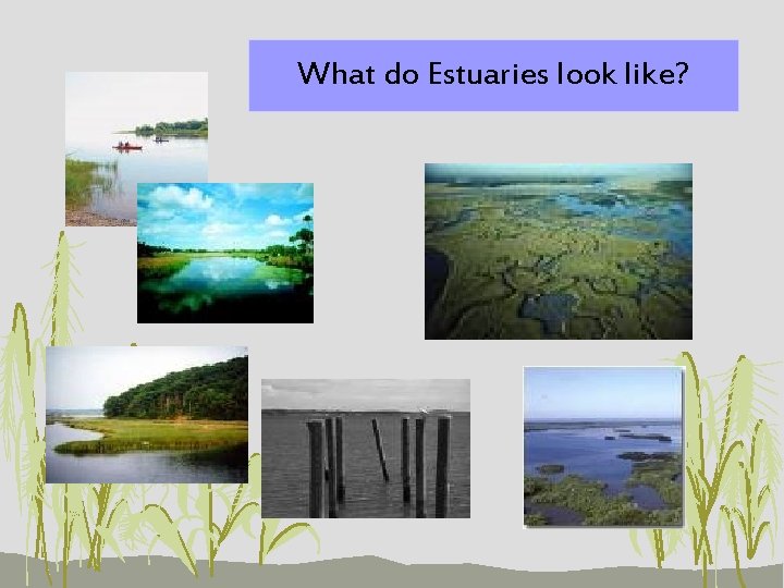 What do Estuaries look like? 