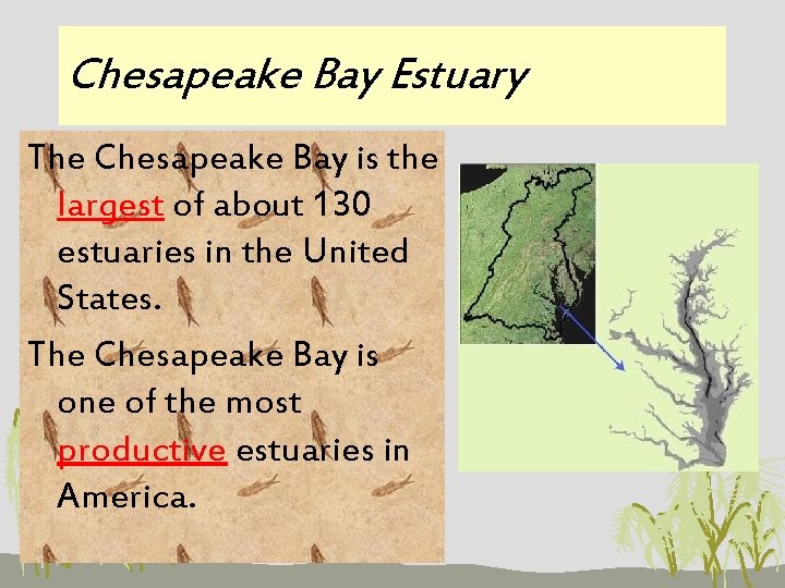 Chesapeake Bay Estuary The Chesapeake Bay is the largest of about 130 estuaries in
