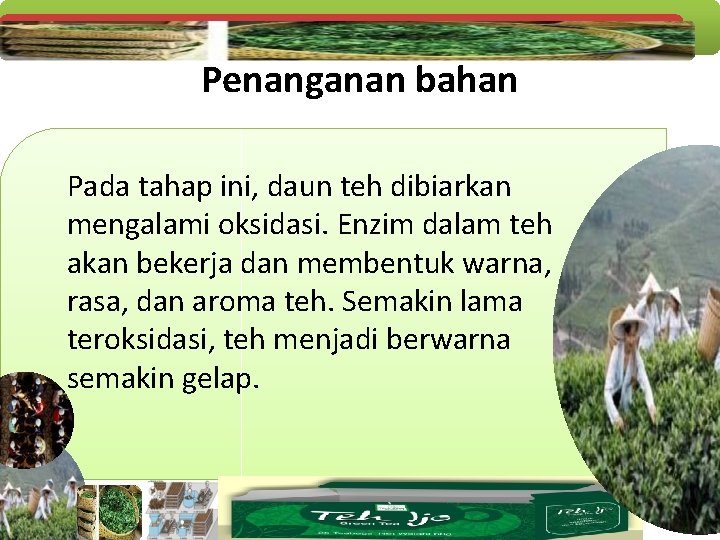 Penanganan bahan Pada tahap ini, daun teh dibiarkan mengalami oksidasi. Enzim dalam teh akan