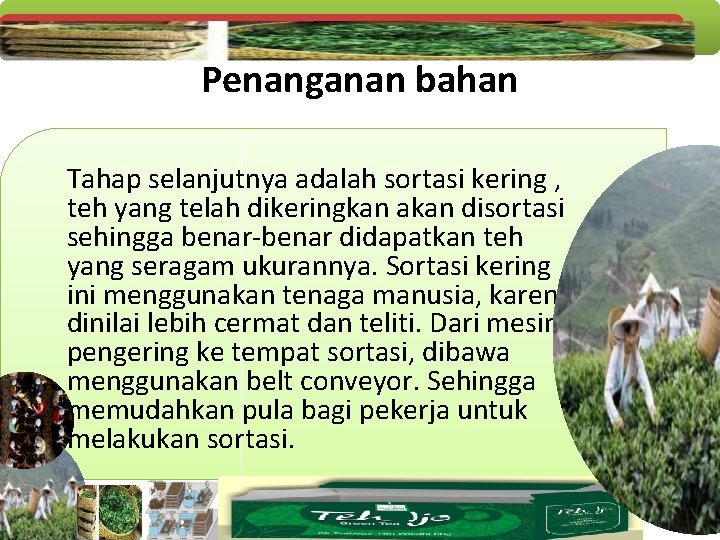 Penanganan bahan Tahap selanjutnya adalah sortasi kering , teh yang telah dikeringkan akan disortasi