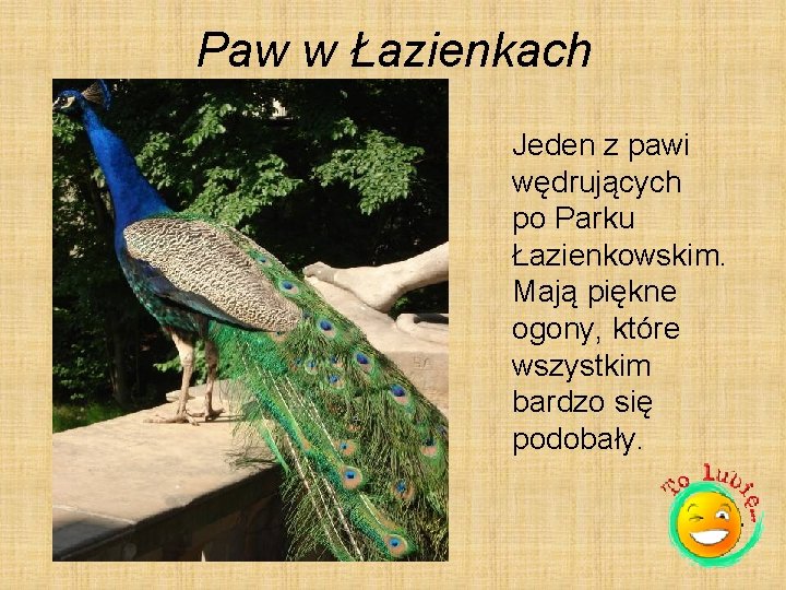 Paw w Łazienkach Jeden z pawi wędrujących po Parku Łazienkowskim. Mają piękne ogony, które