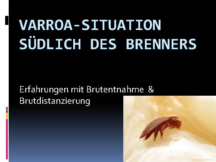 VARROA-SITUATION SÜDLICH DES BRENNERS Erfahrungen mit Brutentnahme & Brutdistanzierung 