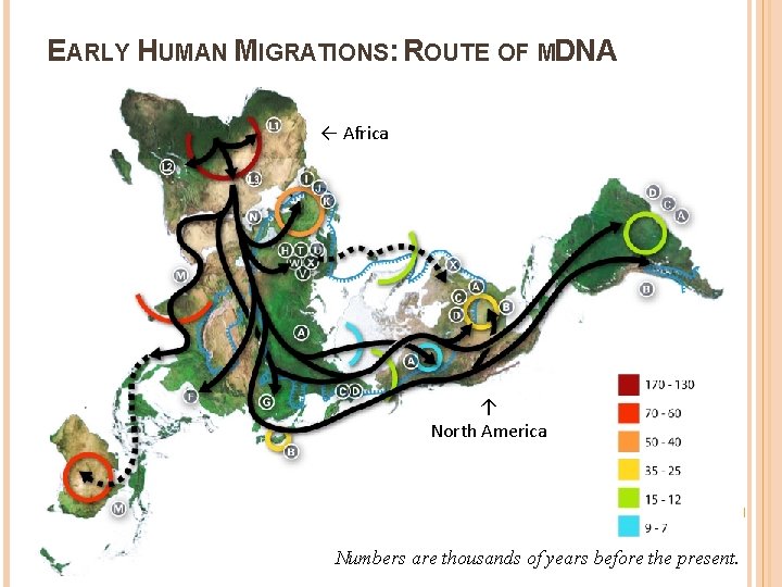 EARLY HUMAN MIGRATIONS: ROUTE OF MDNA ← Africa ↑ North America Numbers are thousands