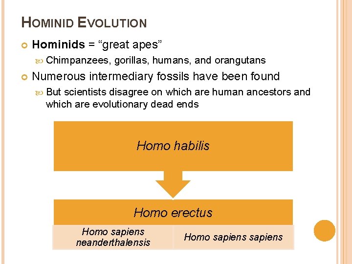 HOMINID EVOLUTION Hominids = “great apes” Chimpanzees, gorillas, humans, and orangutans Numerous intermediary fossils