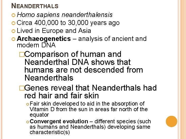 NEANDERTHALS Homo sapiens neanderthalensis Circa 400, 000 to 30, 000 years ago Lived in