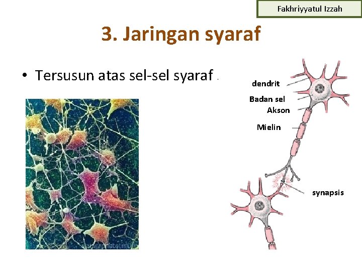 Fakhriyyatul Izzah 3. Jaringan syaraf • Tersusun atas sel-sel syaraf. dendrit Badan sel Akson