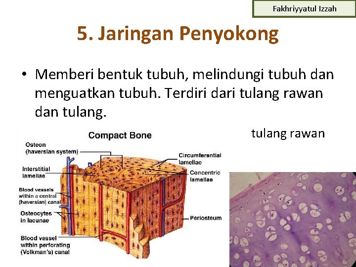 Fakhriyyatul Izzah 5. Jaringan Penyokong • Memberi bentuk tubuh, melindungi tubuh dan menguatkan tubuh.