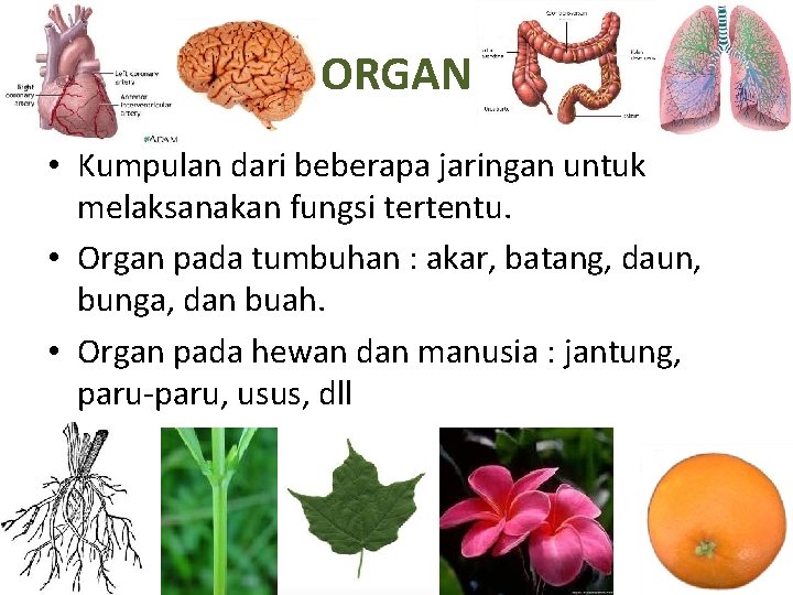 Fakhriyyatul Izzah ORGAN • Kumpulan dari beberapa jaringan untuk melaksanakan fungsi tertentu. • Organ