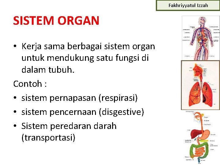 Fakhriyyatul Izzah SISTEM ORGAN • Kerja sama berbagai sistem organ untuk mendukung satu fungsi