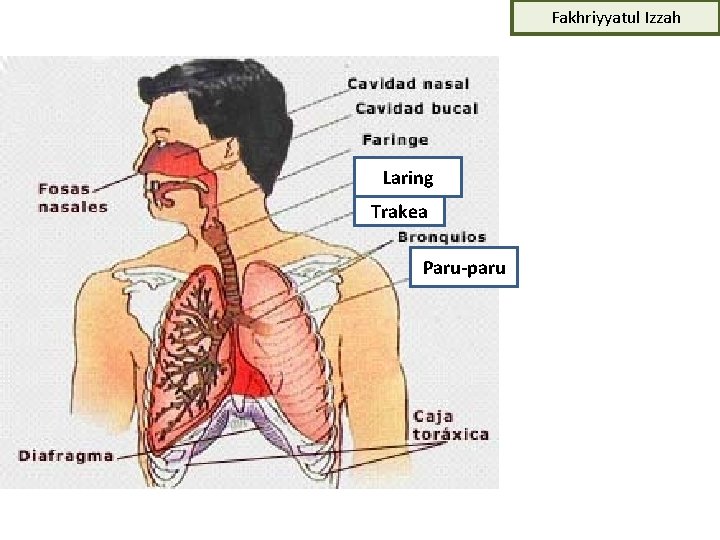 Fakhriyyatul Izzah Laring Trakea Paru-paru 
