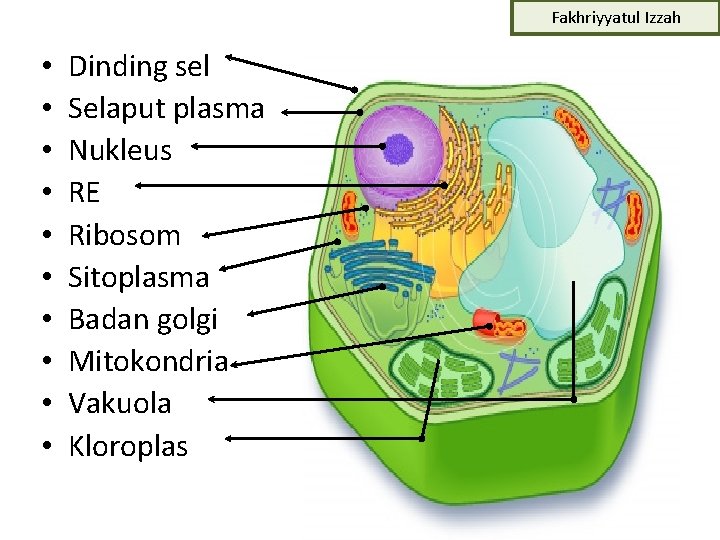 Fakhriyyatul Izzah • • • Dinding sel Selaput plasma Nukleus RE Ribosom Sitoplasma Badan