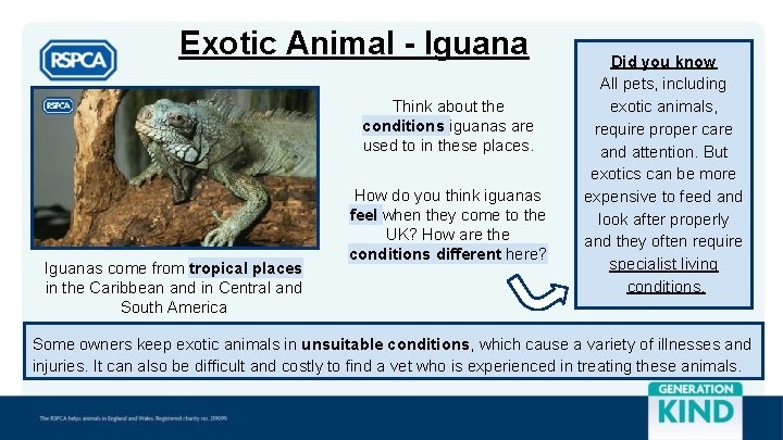 Exotic Animal - Iguana Think about the conditions iguanas are used to in these
