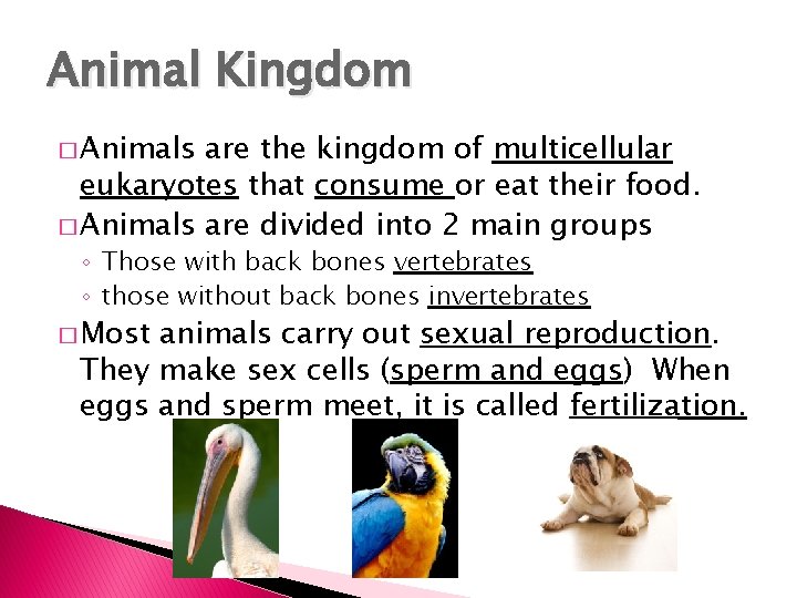 Animal Kingdom � Animals are the kingdom of multicellular eukaryotes that consume or eat
