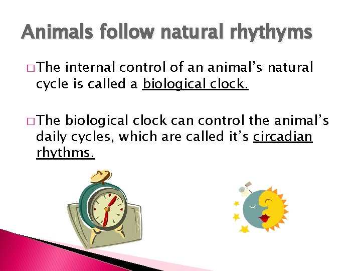 Animals follow natural rhythyms � The internal control of an animal’s natural cycle is