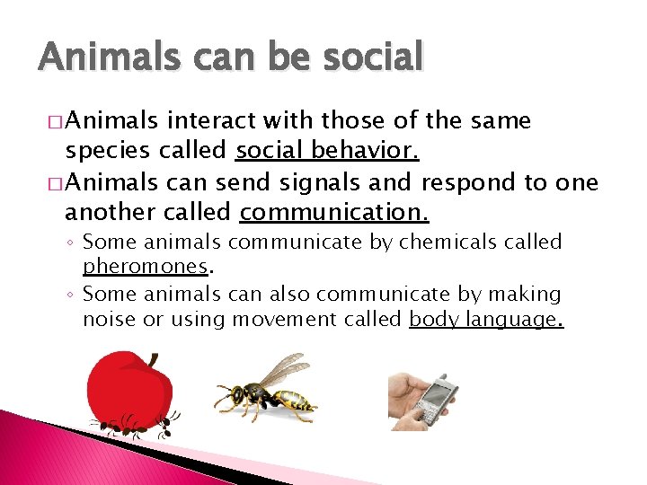 Animals can be social � Animals interact with those of the same species called