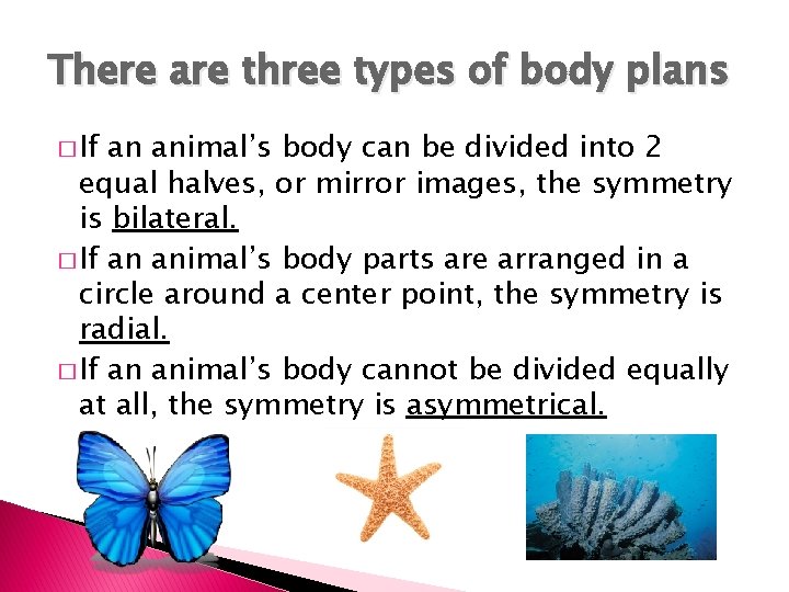 There are three types of body plans � If an animal’s body can be