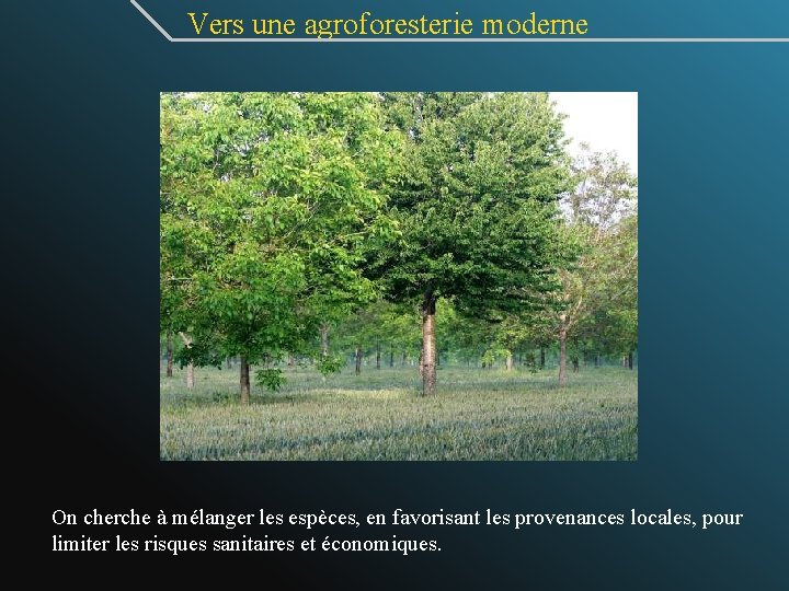 Vers une agroforesterie moderne On cherche à mélanger les espèces, en favorisant les provenances