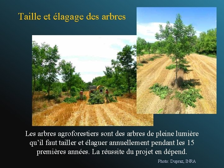 Taille et élagage des arbres Les arbres agroforestiers sont des arbres de pleine lumière