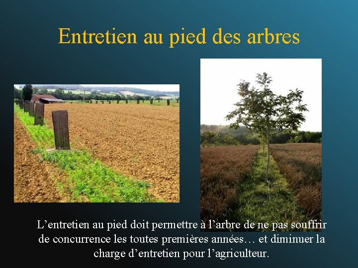 Entretien au pied des arbres L’entretien au pied doit permettre à l’arbre de ne