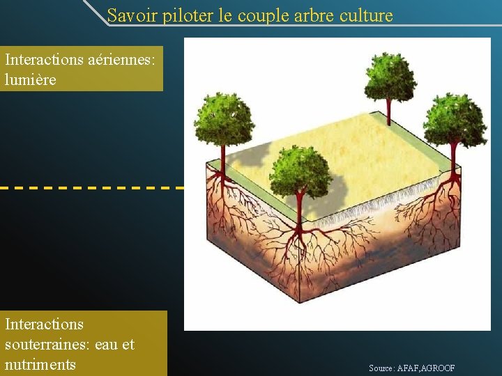 Savoir piloter le couple arbre culture Interactions aériennes: lumière Interactions souterraines: eau et nutriments