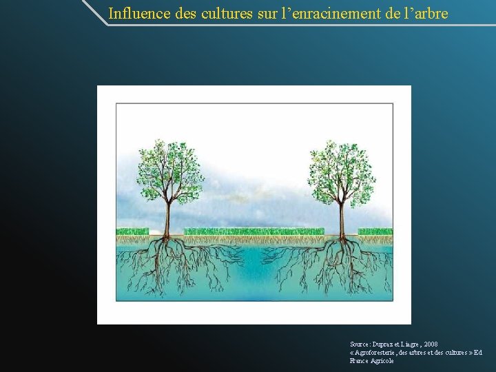 Influence des cultures sur l’enracinement de l’arbre Source: Dupraz et Liagre, 2008 « Agroforesterie,