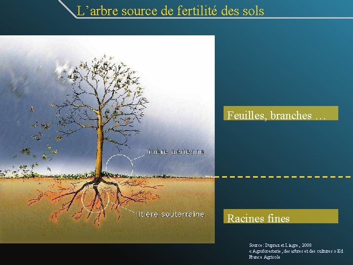 L’arbre source de fertilité des sols Feuilles, branches … Racines fines Source: Dupraz et