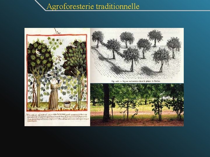 Agroforesterie traditionnelle 