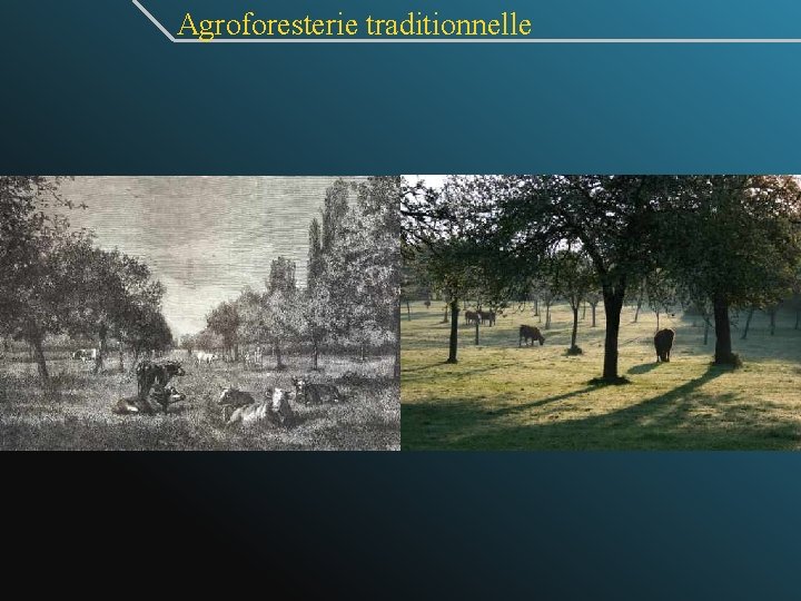 Agroforesterie traditionnelle 