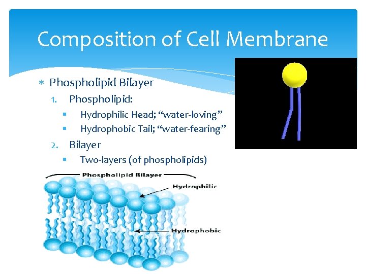 Composition of Cell Membrane Phospholipid Bilayer 1. Phospholipid: § § Hydrophilic Head; “water-loving” Hydrophobic