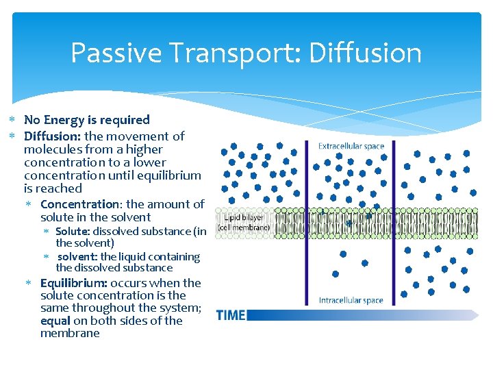 Passive Transport: Diffusion No Energy is required Diffusion: the movement of molecules from a