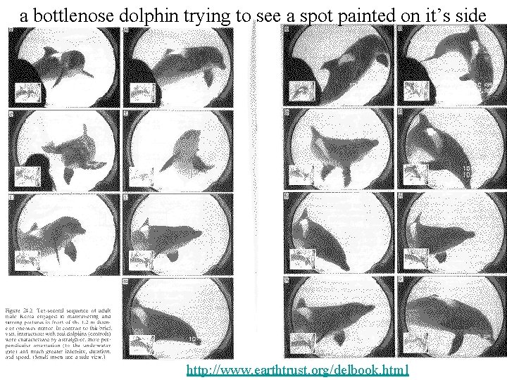 a bottlenose dolphin trying to see a spot painted on it’s side http: //www.