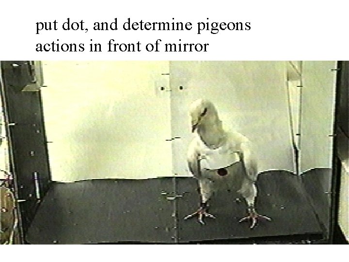 put dot, and determine pigeons actions in front of mirror 