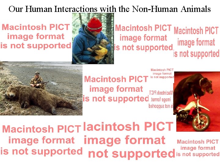 Our Human Interactions with the Non-Human Animals 