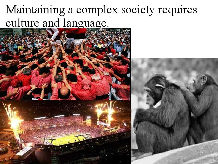 Maintaining a complex society requires culture and language. 