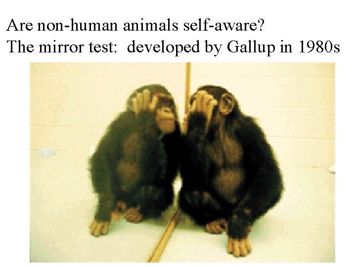 Are non-human animals self-aware? The mirror test: developed by Gallup in 1980 s 