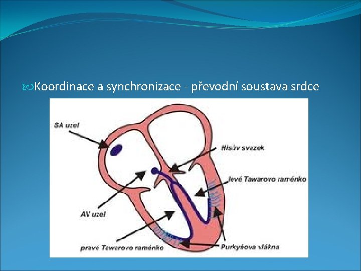  Koordinace a synchronizace - převodní soustava srdce 