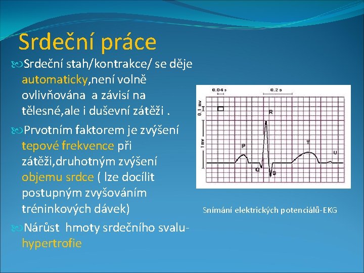 Srdeční práce Srdeční stah/kontrakce/ se děje automaticky, není volně ovlivňována a závisí na tělesné,