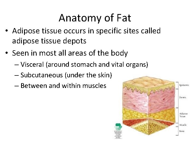Anatomy of Fat • Adipose tissue occurs in specific sites called adipose tissue depots