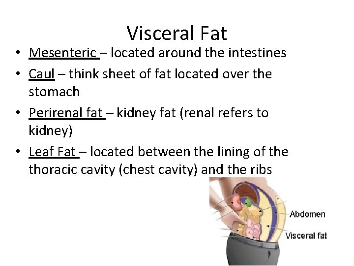 Visceral Fat • Mesenteric – located around the intestines • Caul – think sheet