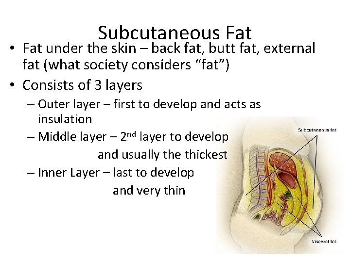 Subcutaneous Fat • Fat under the skin – back fat, butt fat, external fat