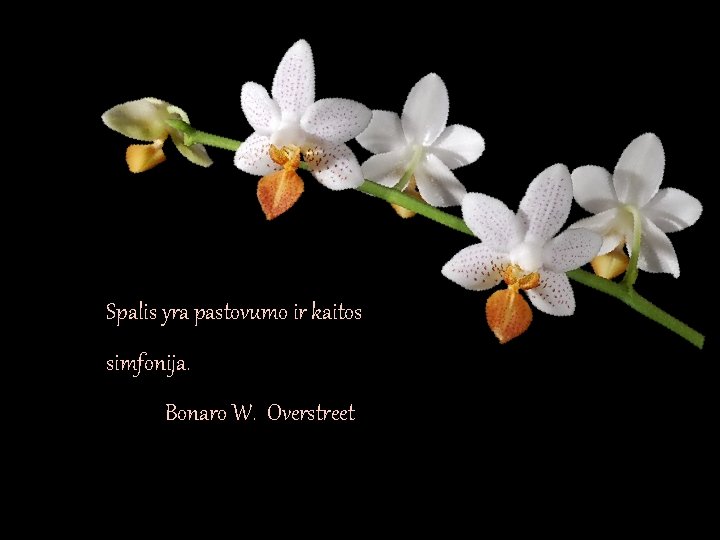 Spalis yra pastovumo ir kaitos simfonija. Bonaro W. Overstreet Spalis yra pastovumo ir kaitos simfonija. Bonaro W. Overstreet