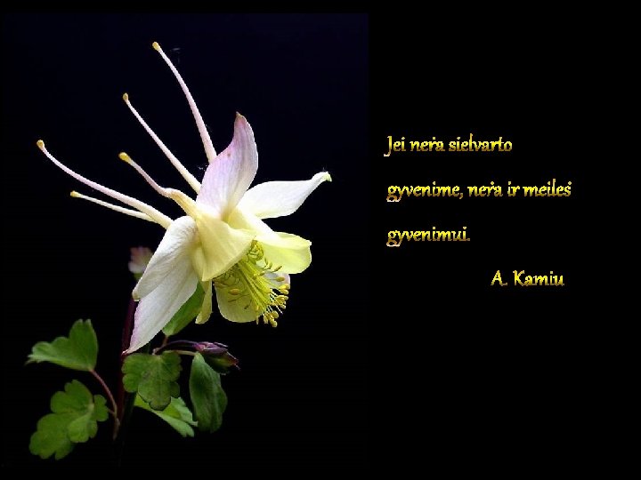 Jei nėra sielvarto gyvenime, nėra ir meilės gyvenimui. A. Kamiu Jei nėra sielvarto gyvenime, nėra ir meilės gyvenimui. A. Kamiu