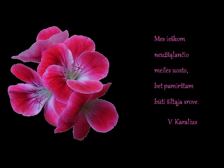 Mes ieškom neužšąlančio meilės uosto, bet pamirštam būti šiltąja srove. V. Karalius Mes ieškom neužšąlančio meilės uosto, bet pamirštam būti šiltąja srove. V. Karalius