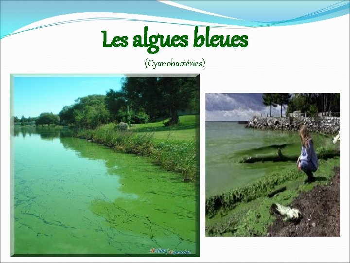 Les algues bleues (Cyanobactéries) 