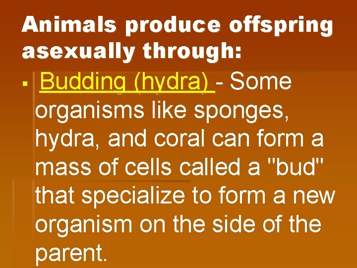 Animals produce offspring asexually through: § Budding (hydra) - Some organisms like sponges, hydra,