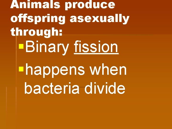 Animals produce offspring asexually through: §Binary fission §happens when bacteria divide 