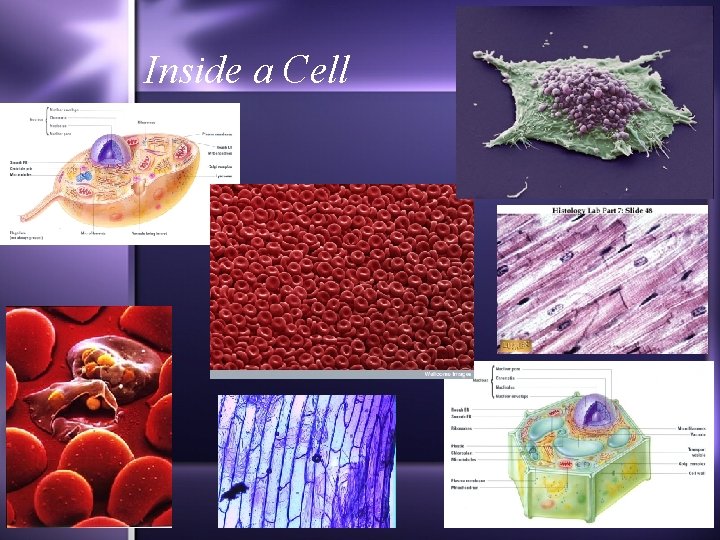 Inside a Cell 