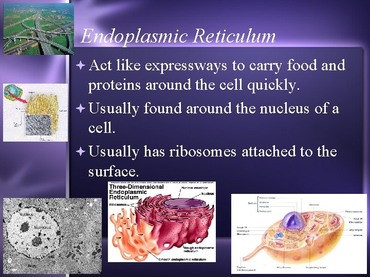Endoplasmic Reticulum Act like expressways to carry food and proteins around the cell quickly.