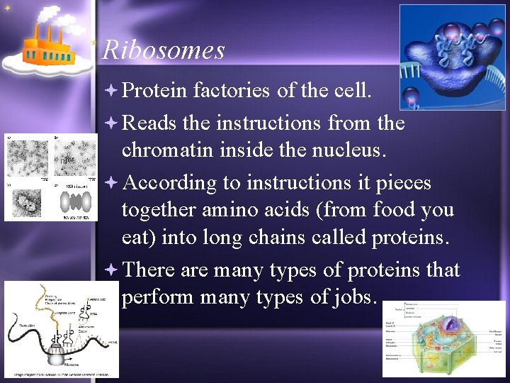 Ribosomes Protein factories of the cell. Reads the instructions from the chromatin inside the