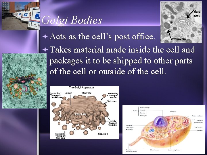 Golgi Bodies Acts as the cell’s post office. Takes material made inside the cell